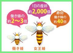 ミツバチ比較.jpg